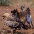 Raubadler (Aquila rapax) trifft Gaukler (Terathopius ecaudatus)