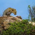 Leopard (Panthera pardus)