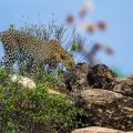 Leopard (Panthera pardus)