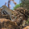 Leopard (Panthera pardus)