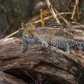 Leopard (Panthera pardus)
