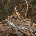 Leopard (Panthera pardus)