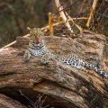 Leopard (Panthera pardus)