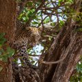 Leopard (Panthera pardus)