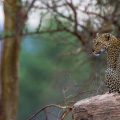 Leopard (Panthera pardus)