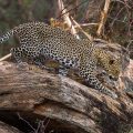 Leopard (Panthera pardus)