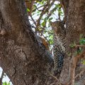 Leopard (Panthera pardus)
