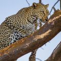 Leopard (Panthera pardus)