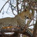 Leopard (Panthera pardus)