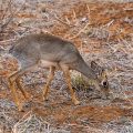 Dikdik (Madoqua)