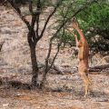 Südliche Giraffengazelle (Litocranius walleri), Gerenuk-Antilope