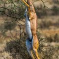 Südliche Giraffengazelle (Litocranius walleri), Gerenuk-Antilope