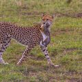 Gepard (Acinonyx jubatus) mit Jagdbeute