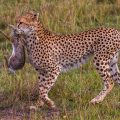 Gepard (Acinonyx jubatus) mit Jagdbeute