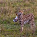 Gepard (Acinonyx jubatus) mit Jagdbeute