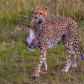 Gepard (Acinonyx jubatus) mit Jagdbeute