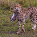Gepard (Acinonyx jubatus) mit Jagdbeute