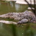 Nilkrokodil  (Crocodylus niloticus)
