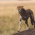 Gepard (Acinonyx jubatus) auf Thermitenhügel