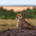 Gepard (Acinonyx jubatus) auf Thermitenhügel