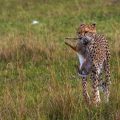 Gepard (Acinonyx jubatus) mit Jagdbeute