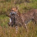 Gepard (Acinonyx jubatus) mit Jagdbeute