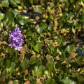 Dickstielige Wasserhyazinthe (Eichhornia crassipes)