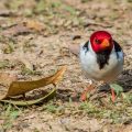 Mantelkardinal (Paroaria capitata)