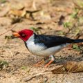 Mantelkardinal (Paroaria capitata)