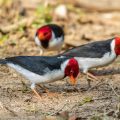 Mantelkardinal (Paroaria capitata)