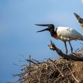 Jabiru (Jabiru mycteria)