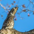 Großer Potoo (Nyctibius grandis)