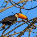 Riesentukan (Ramphastos toco)