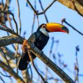 Riesentukan (Ramphastos toco)