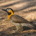 Feldspecht (Colaptes campestris)