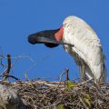 Jabiru (Jabiru mycteria)