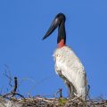 Jabiru (Jabiru mycteria)