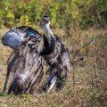 Nandu (Rhea americana)