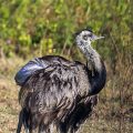 Nandu (Rhea americana)