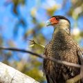 Schopfkarakara (Caracara plancus)