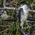Nachtreiher (Nycticorax nycticorax)