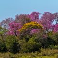 Rosa Trompetenbaum, Roter Lapacho, (Tabebuia impetiginosa)