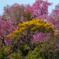 Rosa Trompetenbaum, Roter Lapacho, (Tabebuia impetiginosa)