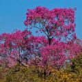 Rosa Trompetenbaum, Roter Lapacho, (Tabebuia impetiginosa)