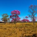 Rosa Trompetenbaum, Roter Lapacho, (Tabebuia impetiginosa)