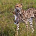 Gepard (Acinonyx jubatus) mit Jagdbeute
