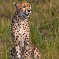 Gepard (Acinonyx jubatus)