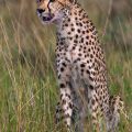 Gepard (Acinonyx jubatus)