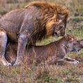 Löwe (Panthera leo) Paarung