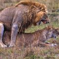 Löwe (Panthera leo) Paarung